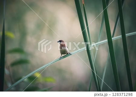 Bird (Scaly-breasted Munia) in a nature wild 128371298