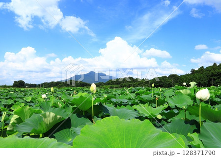 筑波山と蓮田 128371790