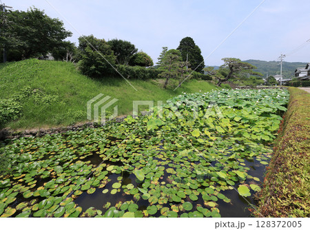 土居廓中の伝統的建造物群保存地区内の安芸城跡の堀のハス 土居廓中の伝統的建造物群保存地区内の安芸城跡の堀のハス 128372005