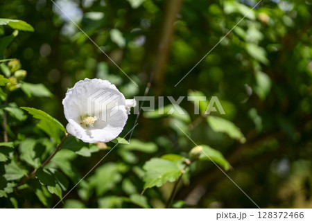 ムクゲ 花 白色 アオイ科 初夏 7月 イメージ 128372466
