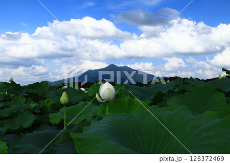 筑波山を背景に咲くハスの花 筑波山を背景に咲くハスの花 128372469