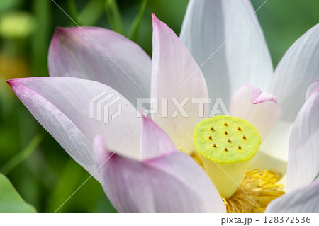 ハス 花 初夏 梅雨 ドアップ 7月 イメージ 128372536