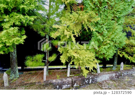 雨の馬籠宿 藤村記念館の傍に植えられている木曽五木の風景 岐阜県中津川市馬籠 雨の馬籠宿 藤村記念館の傍に植えられている木曽五木の風景 岐阜県中津川市馬籠 128372590