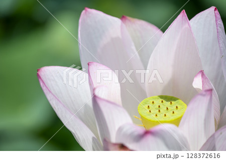 ハス 花 初夏 梅雨 ドアップ 7月 イメージ 128372616