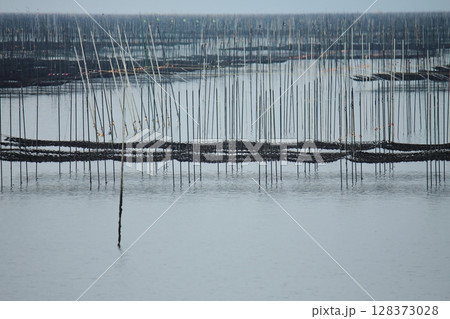 大牟田市 有明海 海苔畑、 大牟田市 有明海 海苔畑、 128373028