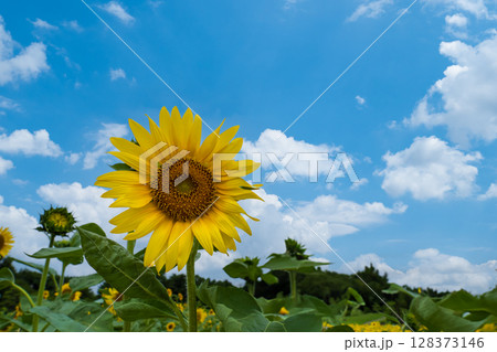 夏の青空とひまわり畑に咲く大きなひまわり 128373146