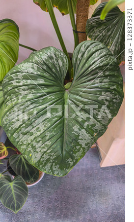 Decorative indoor plants. Close-up view of leaves. Room interior decoration. Decorative indoor plants. Close-up view of leaves. Room interior decoration. 128373371