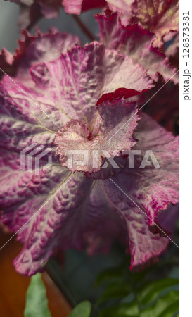 Decorative indoor plants. Close-up view of leaves. Room interior decoration. Decorative indoor plants. Close-up view of leaves. Room interior decoration. 128373381