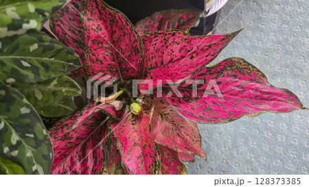Decorative indoor plants. Close-up view of leaves. Room interior decoration. 128373385