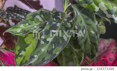 Decorative indoor plants. Close-up view of leaves. Room interior decoration. 128373388