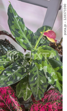 Decorative indoor plants. Close-up view of leaves. Room interior decoration. Decorative indoor plants. Close-up view of leaves. Room interior decoration. 128373390