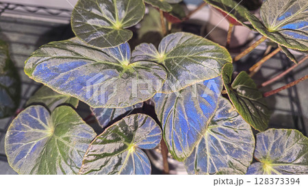 Decorative indoor plants - begonias with blue leaves. Interior decoration of the room. Decorative indoor plants - begonias with blue leaves. Interior decoration of the room. 128373394