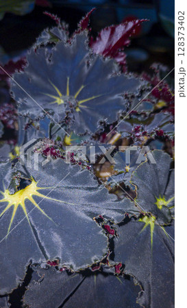 Decorative indoor plants - begonias with blue leaves. Interior decoration of the room. 128373402