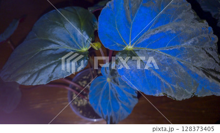 Decorative indoor plants - begonias with blue leaves. Interior decoration of the room. Decorative indoor plants - begonias with blue leaves. Interior decoration of the room. 128373405