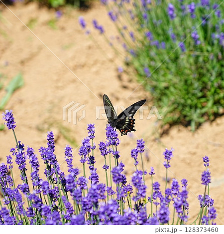 ラベンダーの花とクロアゲハ ラベンダーの花とクロアゲハ 128373460