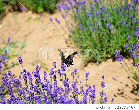 ラベンダーの花とクロアゲハ ラベンダーの花とクロアゲハ 128373467