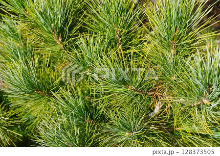 Close up of a green fir cone on a fir tree branch, young fir cone showing a green hue with hints of pink at its tips 128373505