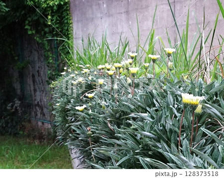 小道の花花 128373518