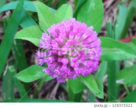 小道の花花 小道の花花 128373521