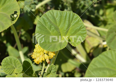 Yellow devils claw 128373640