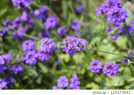 Vervain Homestead Purple Vervain Homestead Purple 128373641