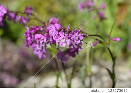 Sticky catchfly Sticky catchfly 128373653