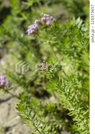 Caucasian crosswort Caucasian crosswort 128373657