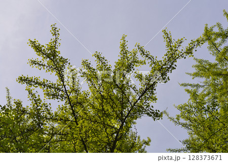 Ginkgo leaves 128373671