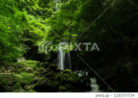 真夏の渓谷と青モミジ 真夏の渓谷と青モミジ 128373734