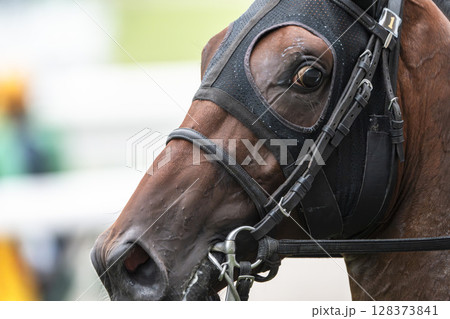 競馬場の風景 直線を走る馬 福島県福島市 競馬場の風景 直線を走る馬 福島県福島市 128373841