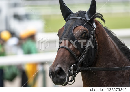 競馬場の風景　直線を走る馬　福島県福島市 128373842