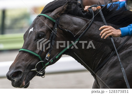 競馬場の風景　直線を走る馬　福島県福島市 128373851