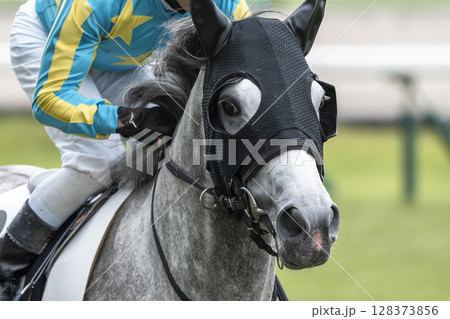 競馬場の風景 直線を走る馬 福島県福島市 競馬場の風景 直線を走る馬 福島県福島市 128373856