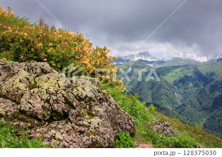 rhododendron bush blooming near snow mountains rhododendron bush blooming near snow mountains 128375030