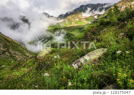 Summer blooming mountain meadow, Summer blooming mountain meadow, 128375047