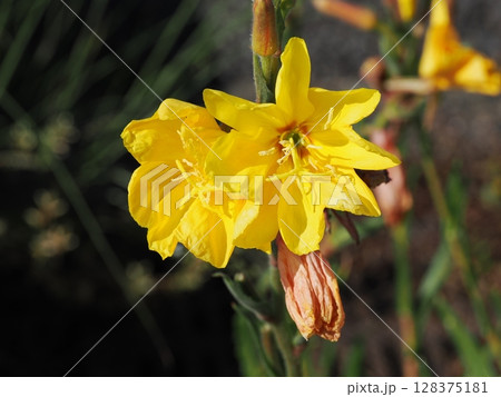 マツヨイグサのある風景 マツヨイグサのある風景 128375181