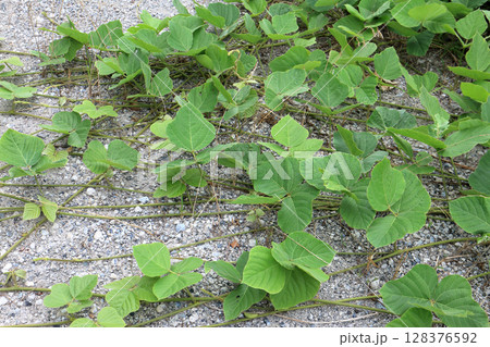 繁茂するクズ 128376592