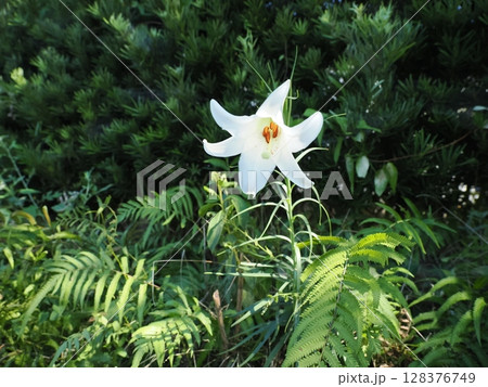 タカサゴユリ（白百合） 128376749