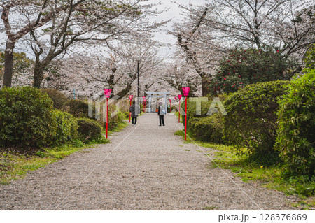 磐田市のつつじ公園の桜の風景(静岡県) 磐田市のつつじ公園の桜の風景(静岡県) 128376869