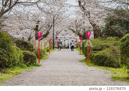 磐田市のつつじ公園の桜の風景(静岡県) 128376870