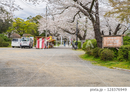 磐田市のつつじ公園の桜の風景(静岡県) 128376949