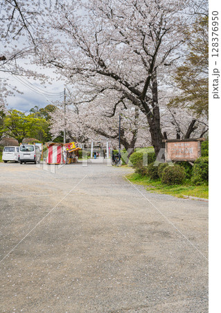 磐田市のつつじ公園の桜の風景(静岡県) 128376950