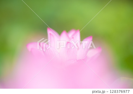 柔らかな光に包まれたピンクの蓮の花 128376977