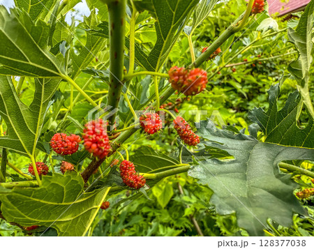 まだ赤い桑の実 128377038