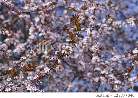 Black Cherry Plum 128377040