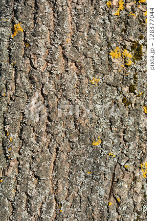 Common ash Common ash 128377044