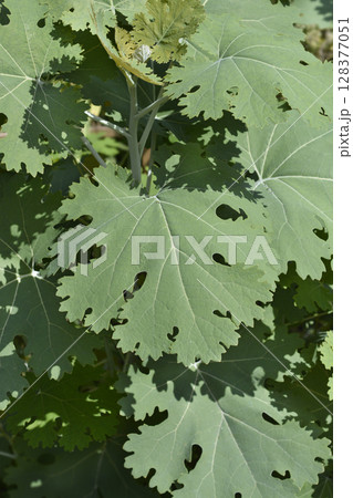 Plume poppy 128377051
