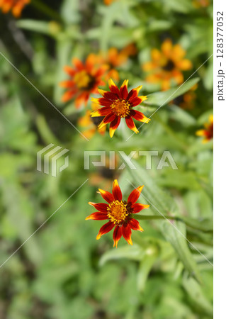 Old Mexico zinnia 128377052