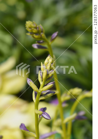 Plantain lily August Moon 128377063