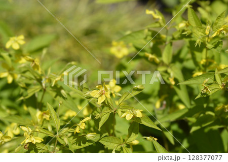 Fringed loosestrife 128377077